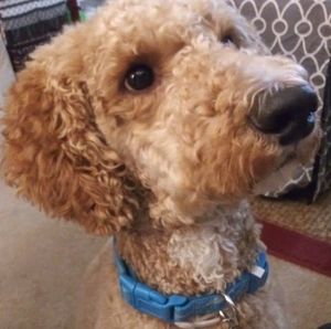 Meet your Posher, Janet